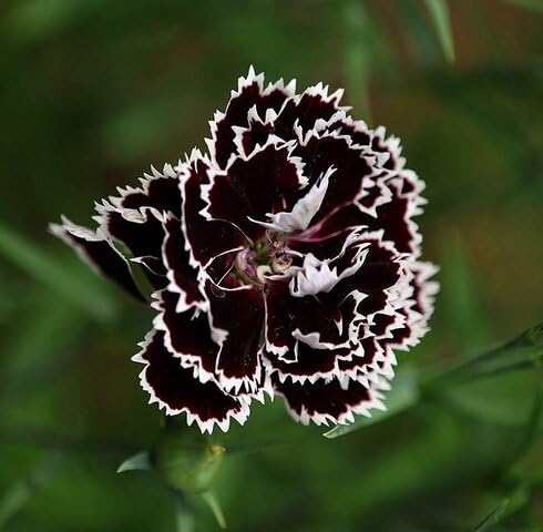 White Black Carnation Flower Seeds – Heirloom, Non-GMO, High Germination Organic Garden Seeds for Planting