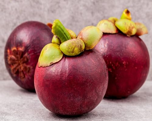 Mangostan-Samen – Alte Sorte, gentechnikfrei, hohe Keimrate, Bio-Gartensamen
