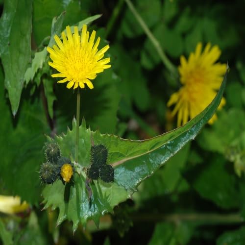 Yellow Sowthistle Flower Seeds Heirloom Non-GMO High Germination Organic Garden Seeds for Planting
