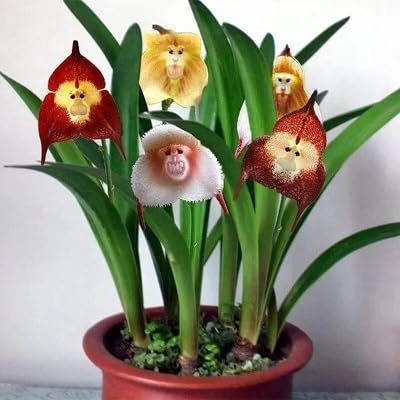 Monkey Orchid Flower Seeds – Heirloom, Non-GMO, High Germination Organic Garden Seeds for Planting