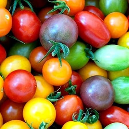 Mixed Tomato Seeds – Heirloom, Non-GMO, High Germination Organic Garden Seeds Planting