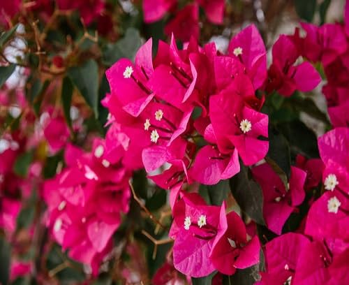 Semillas de flores de buganvilla rosadas para jardinería – Semillas de jardín orgánicas reliquia, no modificadas genéticamente, de alta germinación para plantar