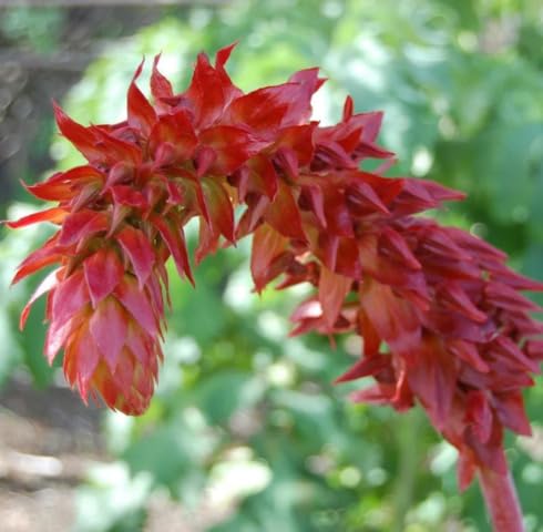 Semillas de flores de Puya Dyckioides rosa – Orgánicas, sin OMG, herencia, alta germinación para plantar en jardín