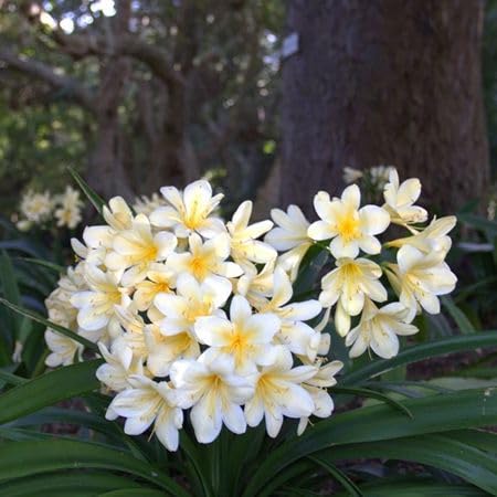 White Clivia Flower Seeds Heirloom Non-GMO High Germination Organic Garden Seeds for Planting