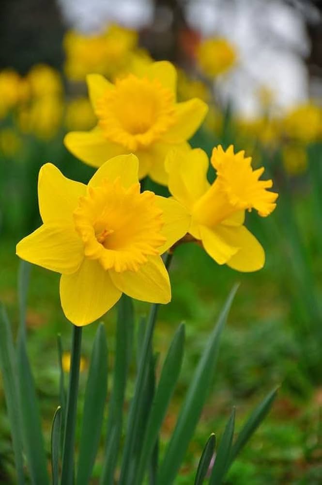 Daffodil Flower Seeds Yellow for Planting – Heirloom Non-GMO High Germination Seeds