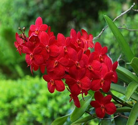 Orchid Flower Seeds – Heirloom, Non-GMO, High Germination Organic Garden Seeds for Planting