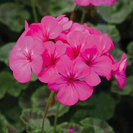 pink geranium flower seeds