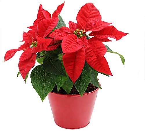 Poinsettia Flower Seeds Red Perennial – Heirloom Non-GMO High Germination Organic