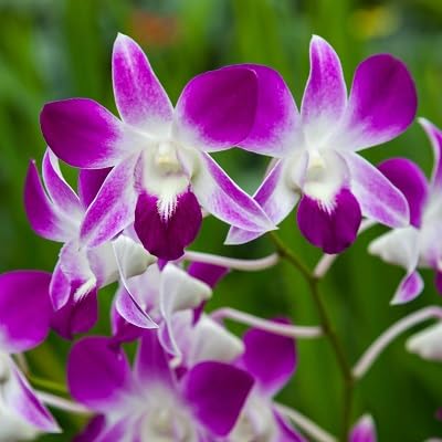 Lila Orchideenblumensamen – Alte Sorte, gentechnikfrei, hohe Keimrate, Bio-Gartensamen zum Pflanzen