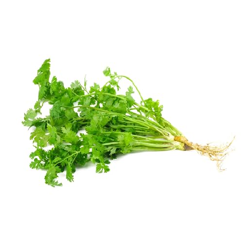 Green Coriander Plant Seeds Heirloom Non-GMO High Germination Organic Garden Seeds for Planting