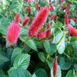 red monkey flower seeds