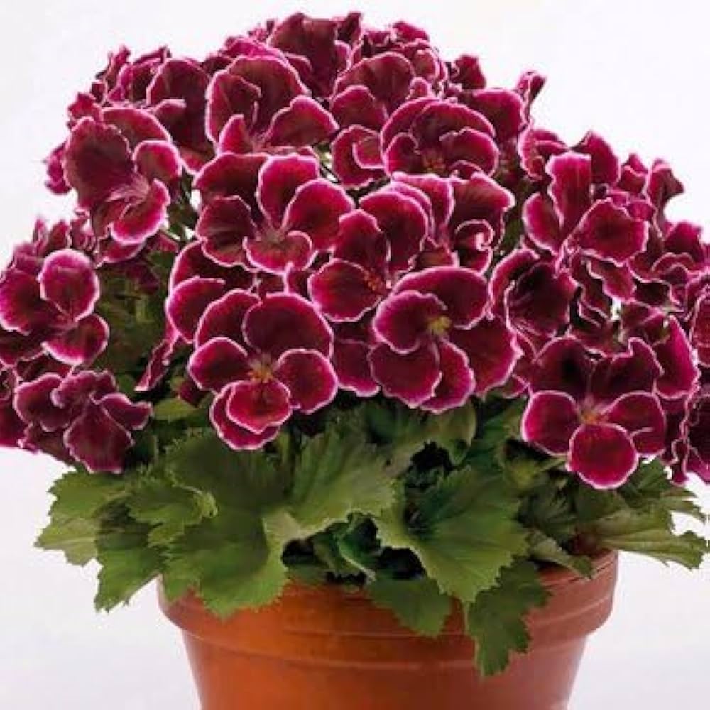 rosebud flower flower seeds