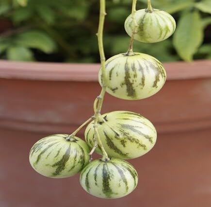 Green Ginseng Melon Seeds – Heirloom, Non-GMO, High Germination Organic Garden Seeds