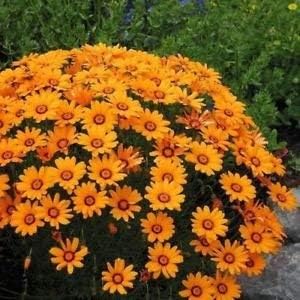 orangeanthemoidesflowerheirloomnongmo flower seeds