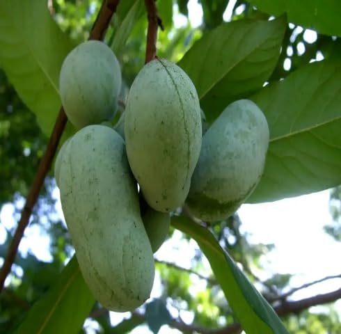 Grüne Papaya-Samen – Alte Sorte, gentechnikfrei, hohe Keimfähigkeit, Bio-Gartensamen
