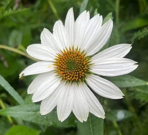White Echinacea Flower Seeds – Heirloom, Non-GMO, High Germination Seeds for Planting