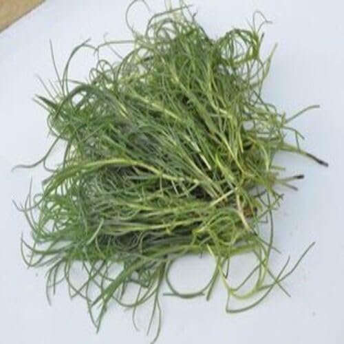 Agretti Green Seeds for Planting (Heirloom, Non-GMO) High Germination Organic Garden Seeds