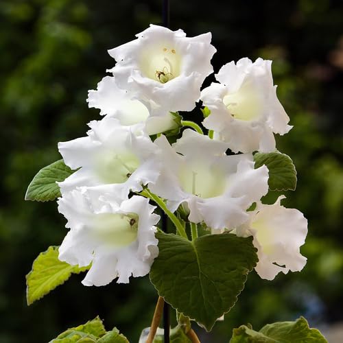 White Gloxinia Flower Seeds – Heirloom, Non-GMO, High Germination Organic Garden Seeds