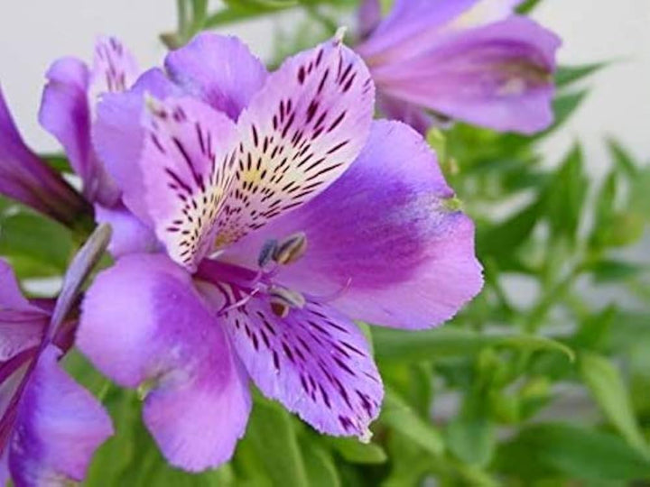Purple Alstroemeria Flower Seeds for Planting Heirloom Non-GMO High Germination Organic Garden Seeds