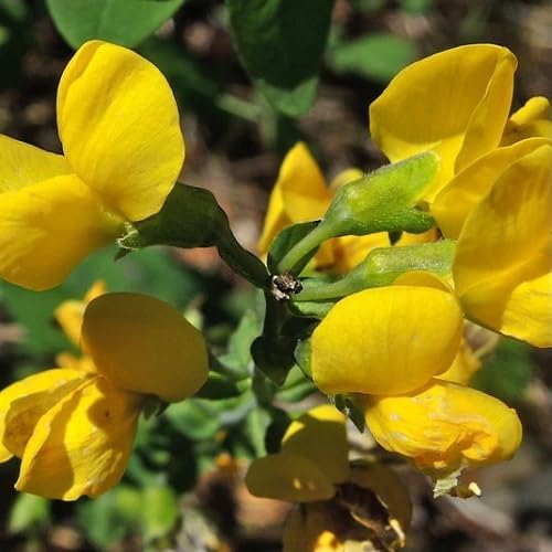 Gelbe Lathyrus Odoratus Blumensamen – Alte Sorte Gentechnikfrei Hohe Keimrate Bio-Samen