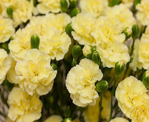 yellow carnation flower heirloom non-gmo seeds