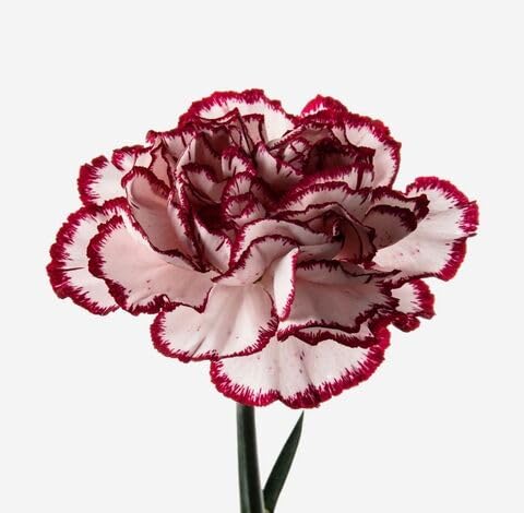 white marron flower seeds