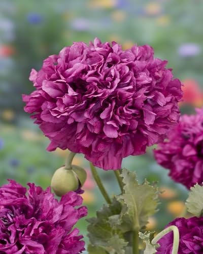Peony Flower Seeds – Heirloom, Non-GMO, High Germination Organic Garden Seeds for Planting