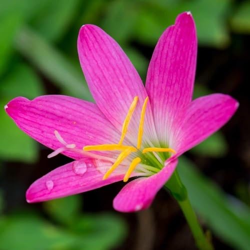 Rosa Zephyranthes Blumensamen – Alte Sorte, gentechnikfrei, hohe Keimrate, Bio-Gartensamen zum Pflanzen