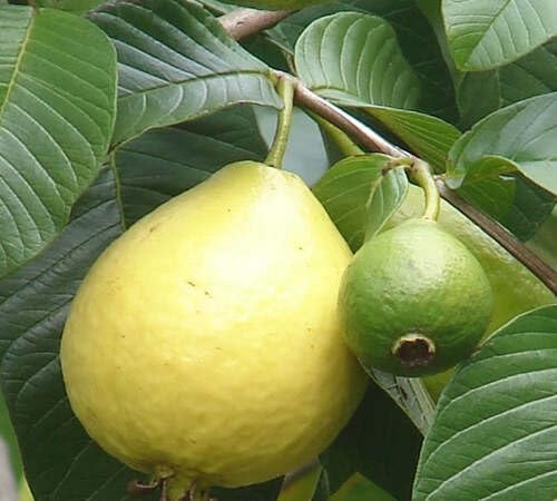 Yellow Guava Seeds – Heirloom, Non-GMO, High Germination Organic Garden Seeds