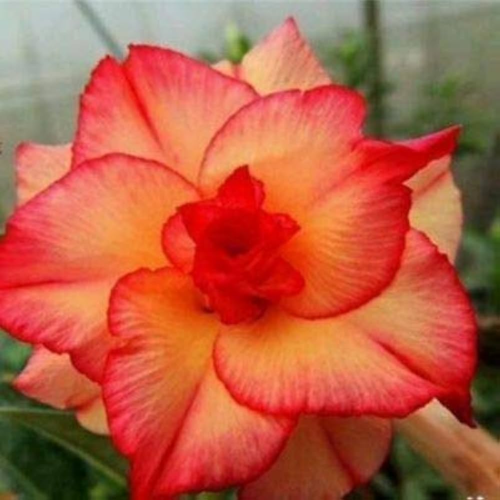 orange windmill flower seeds
