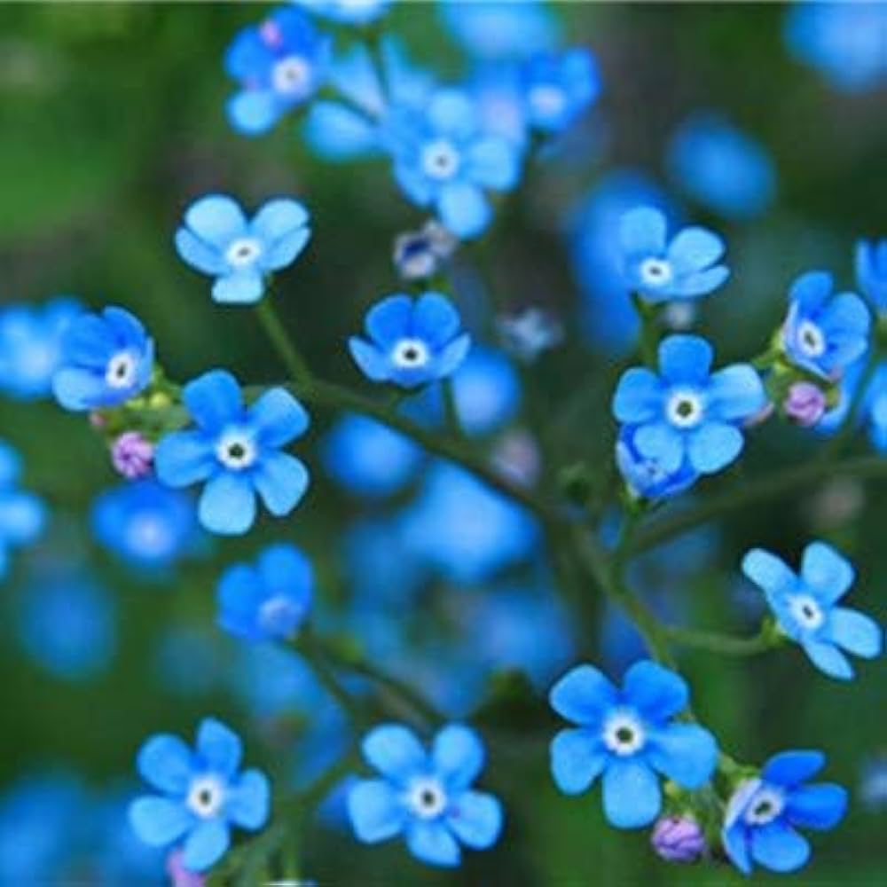 Myosotis Sylvatica herb seeds