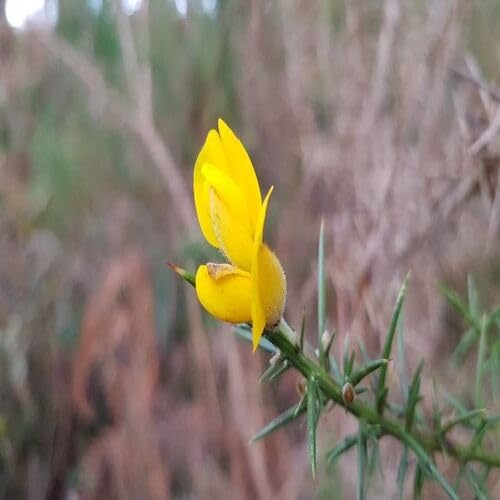 Yellow Ulex Flower Seeds – Heirloom Non-GMO Organic Garden Seeds