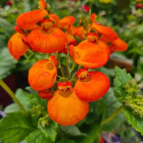 Orange Calceolaria Flower Seeds – Heirloom, Non-GMO, High Germination Seeds