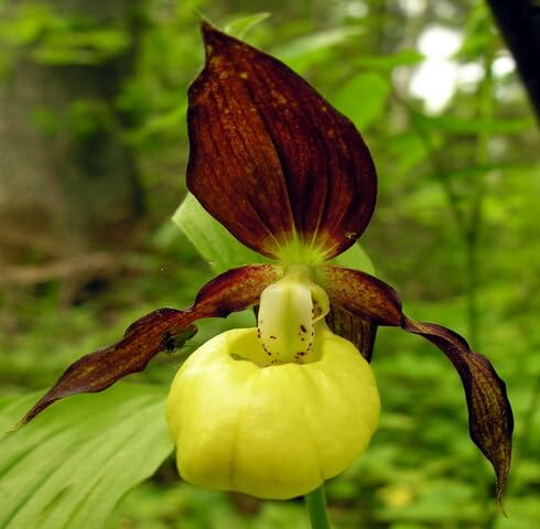 Yellow Marron Cypripedium Flower Seeds – Heirloom, Non-GMO, High Germination Organic Seeds