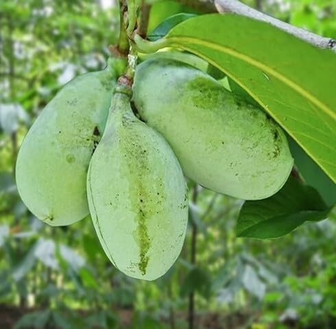 Grüne Papaya-Samen – Alte Sorte, gentechnikfrei, hohe Keimfähigkeit, Bio-Gartensamen