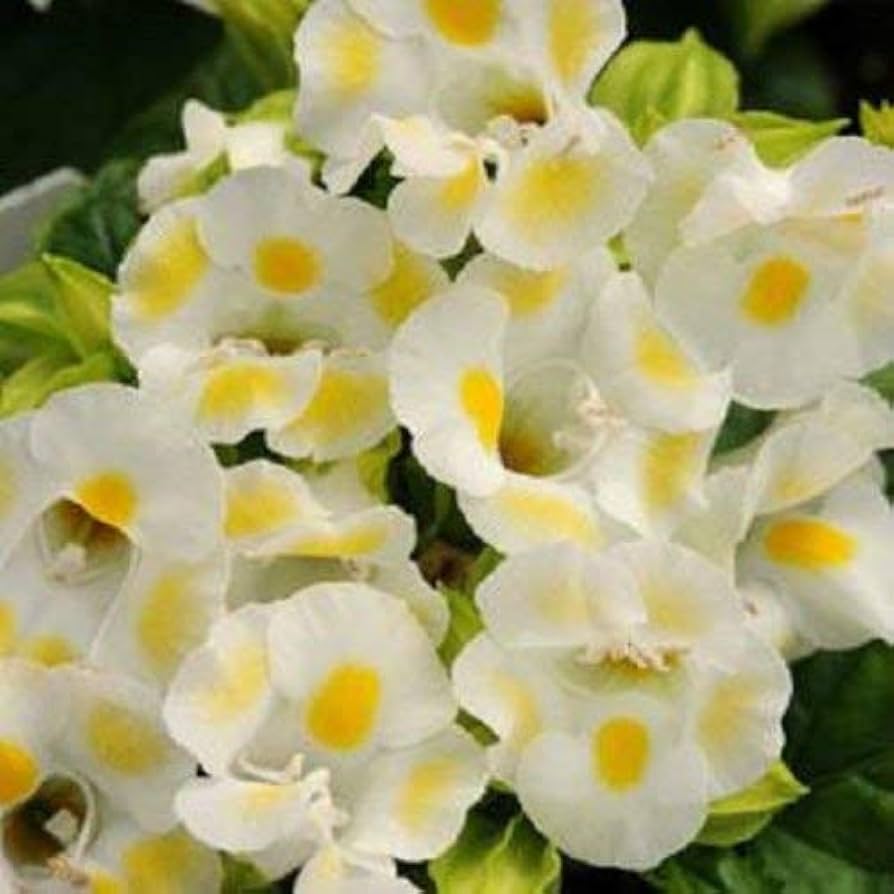 torenia semi flower seeds