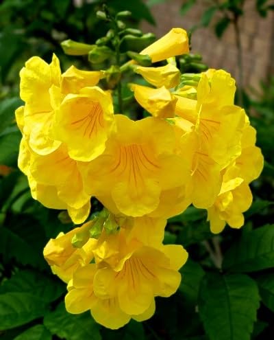 Tecoma Flower Seeds Yellow Heirloom Non-GMO High Germination Organic Garden Seeds for Planting