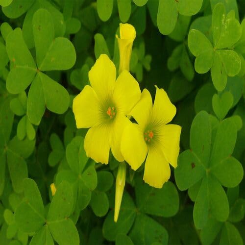 Yellow Oxalis Corymbosa Flower Seeds Heirloom Non-GMO High Germination Organic Seeds