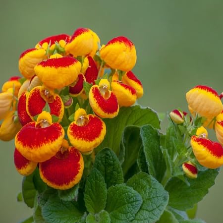 Red Yellow Calceolaria Flower Seeds – Heirloom Non-GMO High Germination Organic Garden Seeds