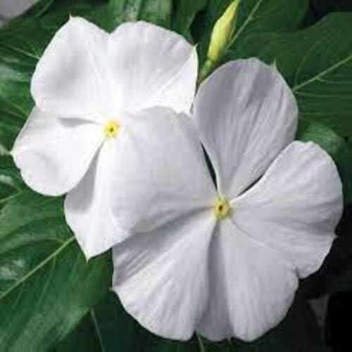 Vinca Flower Seeds White – Heirloom Non-GMO High Germination Organic Garden Seeds