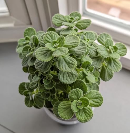 green amboinicus flower seeds