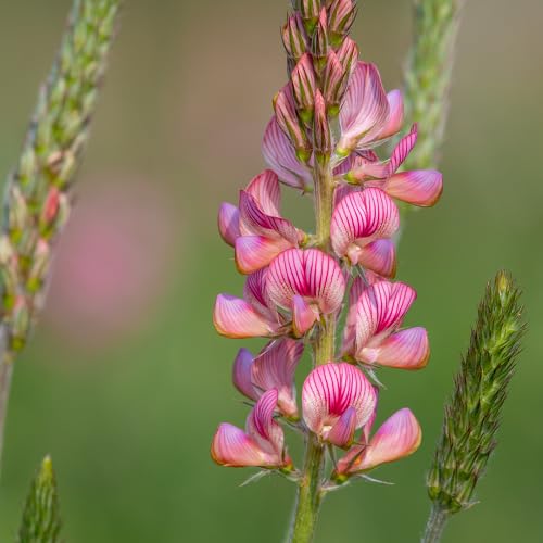 Pink Sainfoin Flower Seeds Heirloom Non-GMO High Germination Organic Garden Seeds for Planting