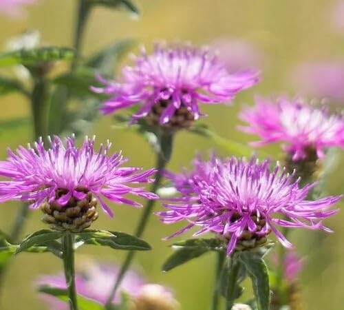Purple Centaurea Flower Seeds for Planting – Heirloom Non-GMO High Germination Organic Garden Seeds Seeds for Planting