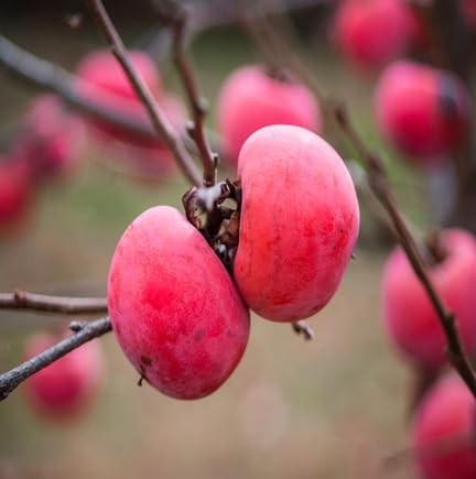Pink Kaki Permission Seeds – Heirloom, Non-GMO, High Germination Organic Garden Seeds