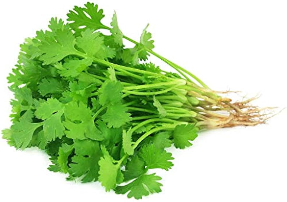 Organic Coriander herb seeds