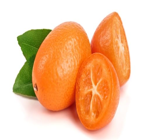 Orange Kumquat Seeds – Heirloom, Non-GMO, High Germination Organic Garden Seeds