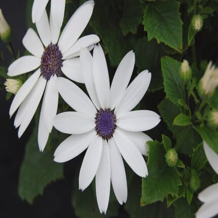 Senetti Pericallis White Flower Seeds for Planting – Heirloom, Non-GMO, High Germination Organic Garden Seeds