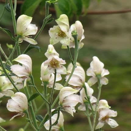 White Aconite Flower Seeds – Heirloom, Non-GMO, High Germination Organic Garden Seeds for Planting