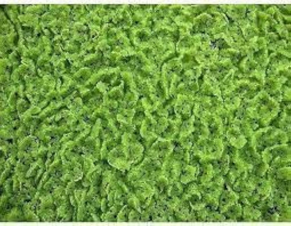 green moss flower seeds