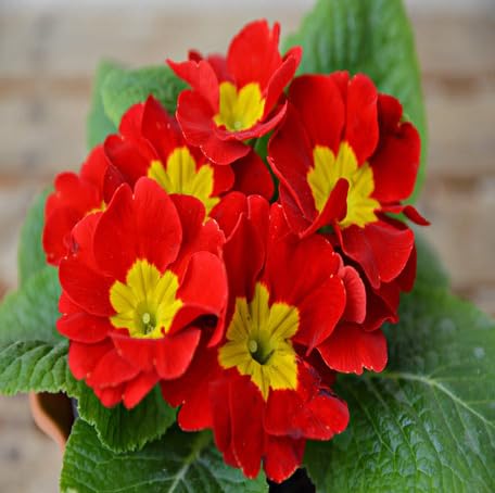 Rote Primel-Blumensamen – Alte Sorte, gentechnikfrei, keimstark, Bio-Gartensamen zum Pflanzen